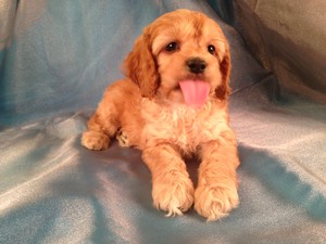 Male Alpha Cockapoo Puppy for sale in Iowa #15|Born February 18th Ready April 15th 2013|Will make a great only child!